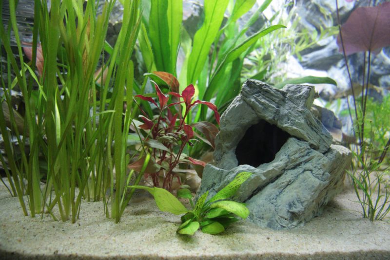 Een beplante aquarium