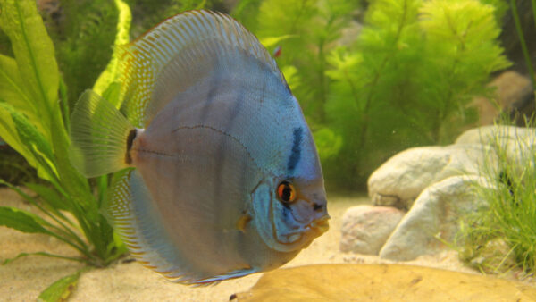 Fotoalbum – Mijn aquarium 2010