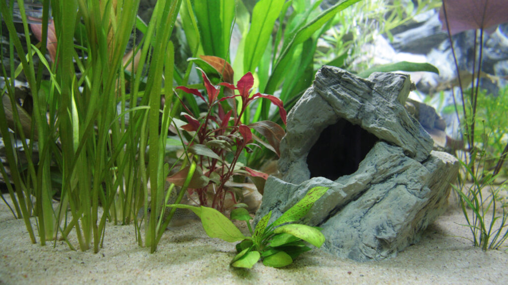 Ook waterplanten kunnen ongewenste bacteriën en parasieten bevatten!