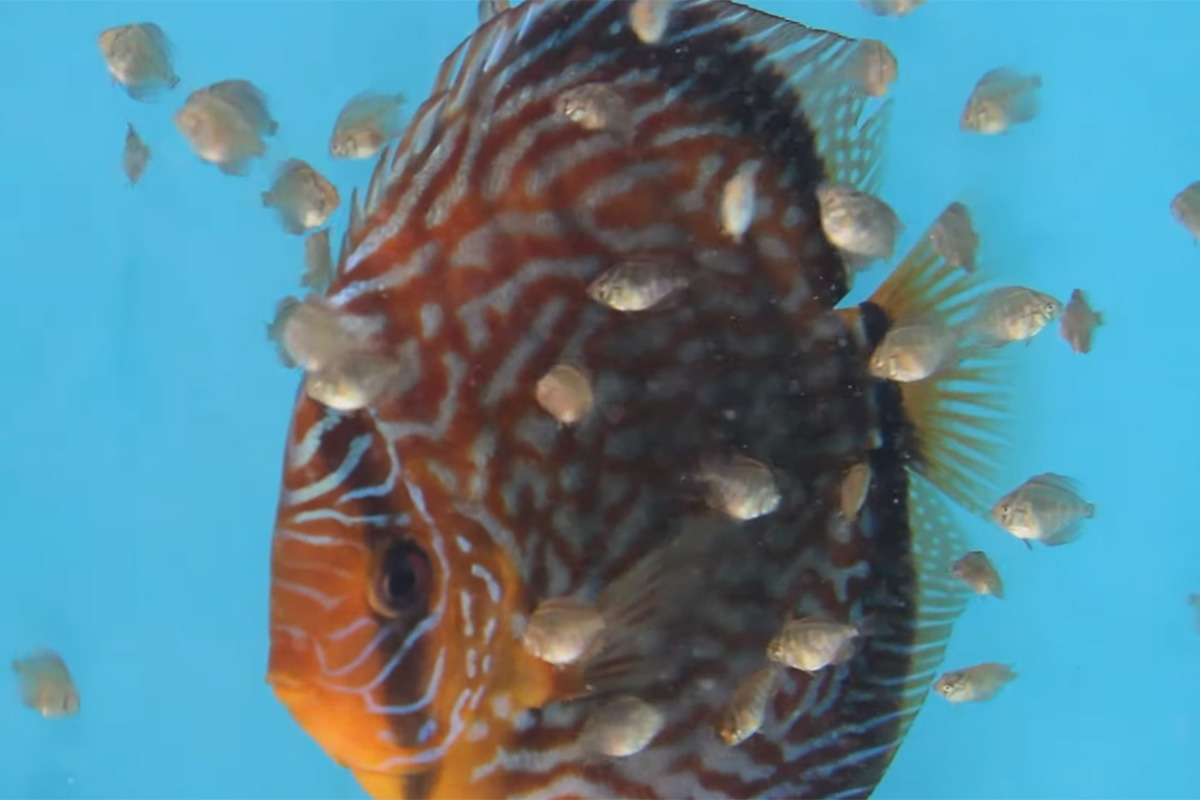 red turquoise discus babies