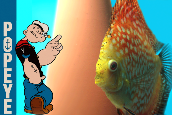 Een Popeye bij aquariumvissen