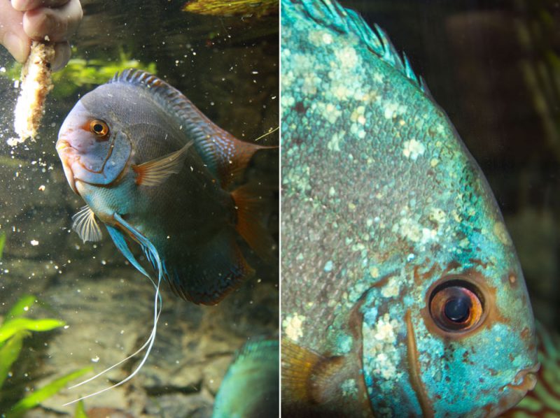 Deze vis is 8 jaar oud en eet letterlijk uit de hand. Hij heeft al ouderdomskenmerken, maar heeft met gemak het meeste gezag in het aquarium.