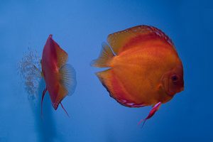 Stendker - Malboro Red discus koppel heeft eitjes op het aquariumglas