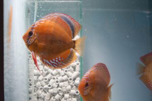 Stendker - Santarem discus koppel met eitjes op het aquariumglas