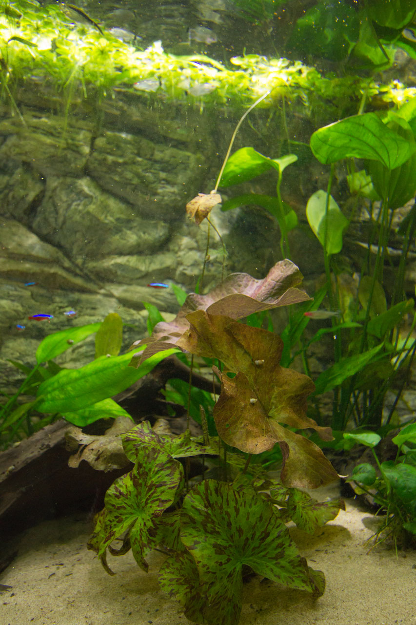 Discus show aquarium met waterplanten, Hemigrammus bleheri "Roodkopzalmpjes" en Paracheirodon innesi "Neonterta"