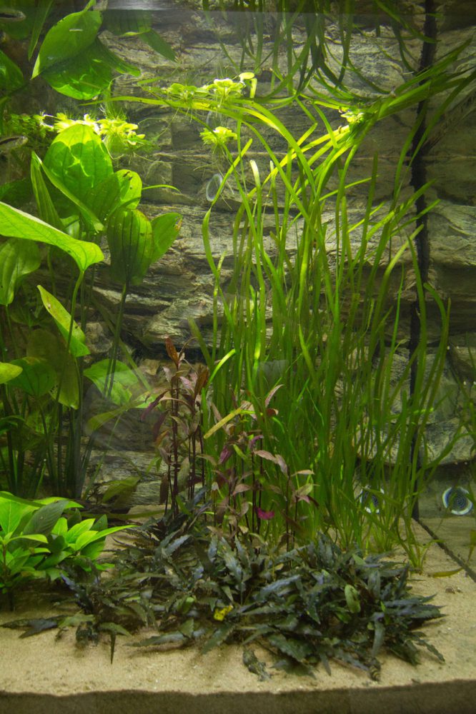 Rechter zijkant discus show aquarium met waterplanten