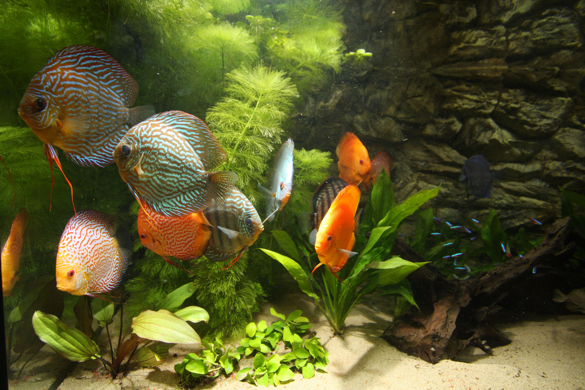 Show aquarium met Stendker discusvissen: Red Turquoise, Malboro Red, Pigeon Snakeskin