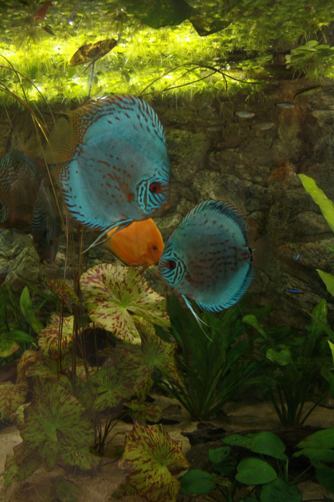 Show aquarium met Stendker discusvissen: Cobalt Blue, Malboro Red