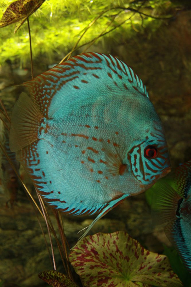 Show aquarium met Stendker discusvissen: Cobalt Blue