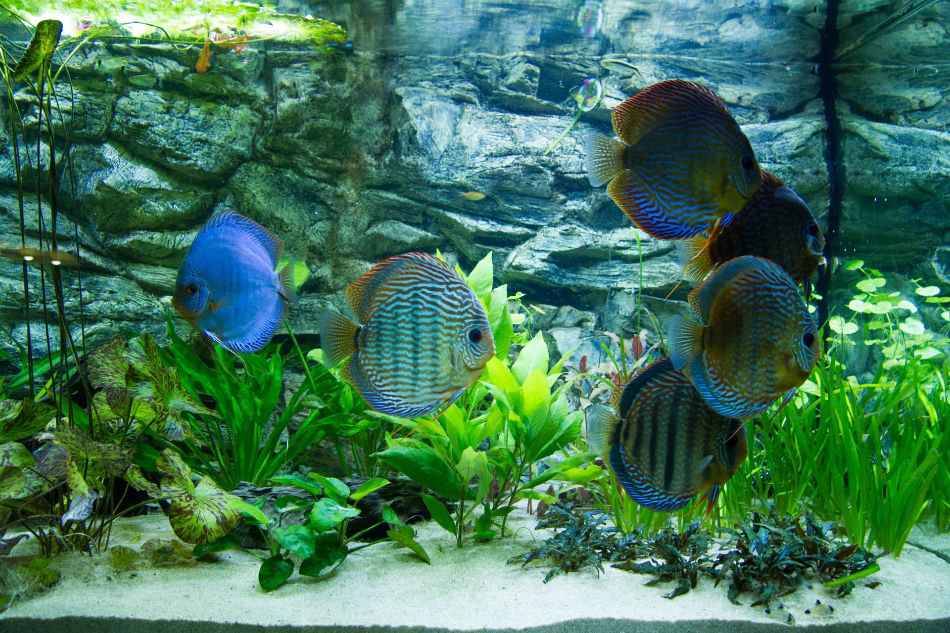 Show aquarium met Stendker discusvissen: Red Turquoise, Cobalt Blue