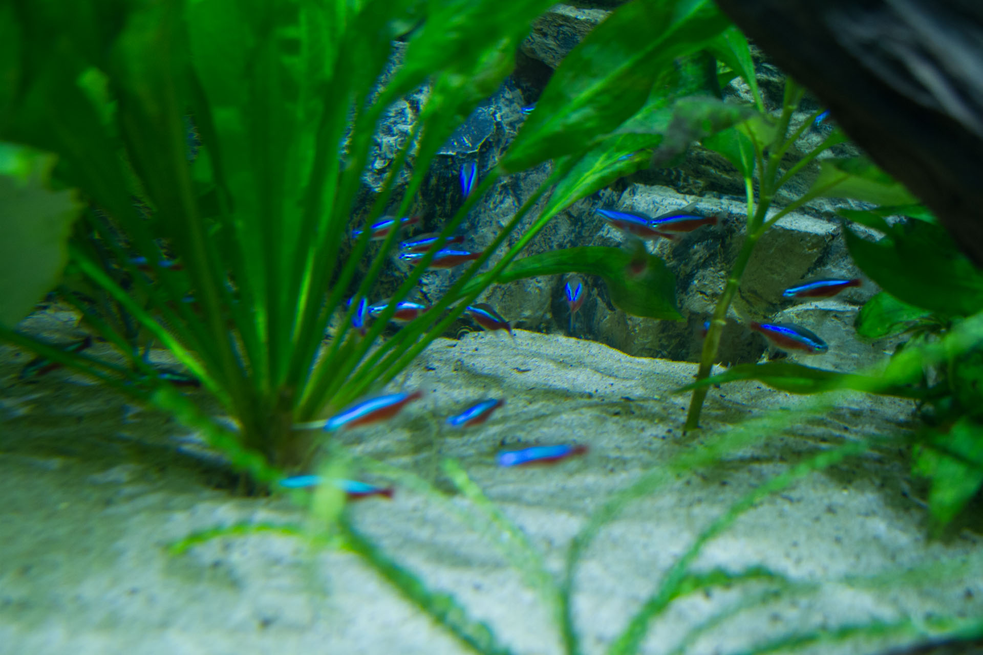 Discus show aquarium met Neontetra