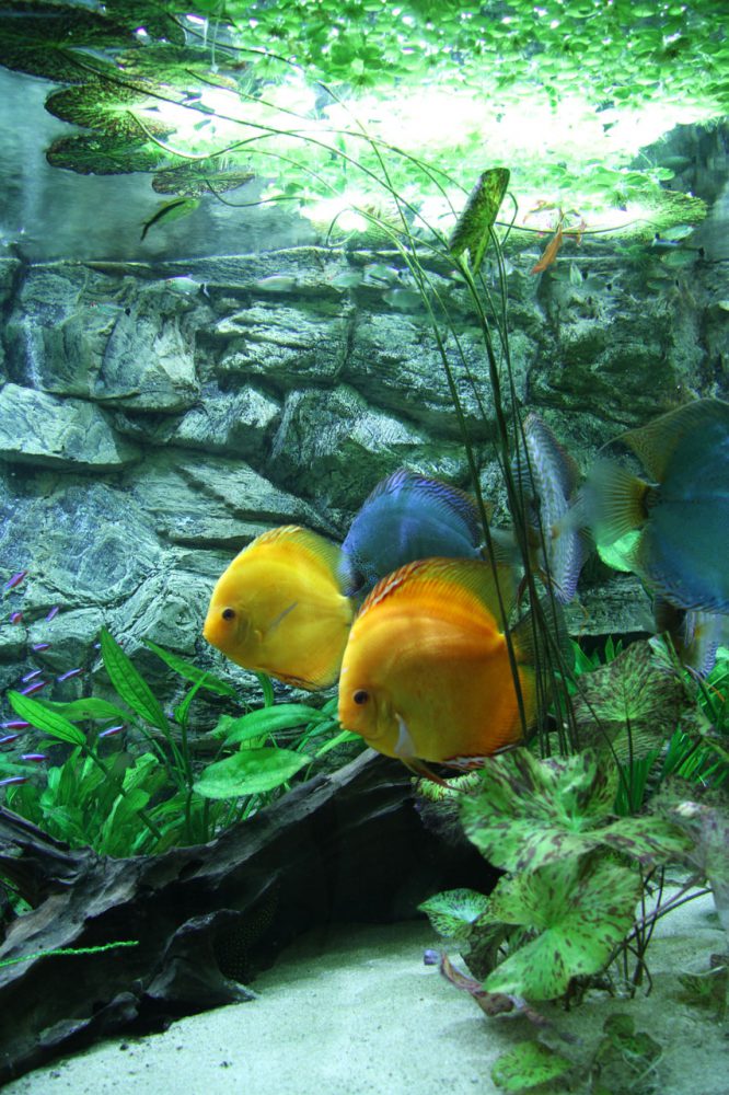 Show aquarium met Stendker discusvissen: Malboro Red, Cobalt Blue