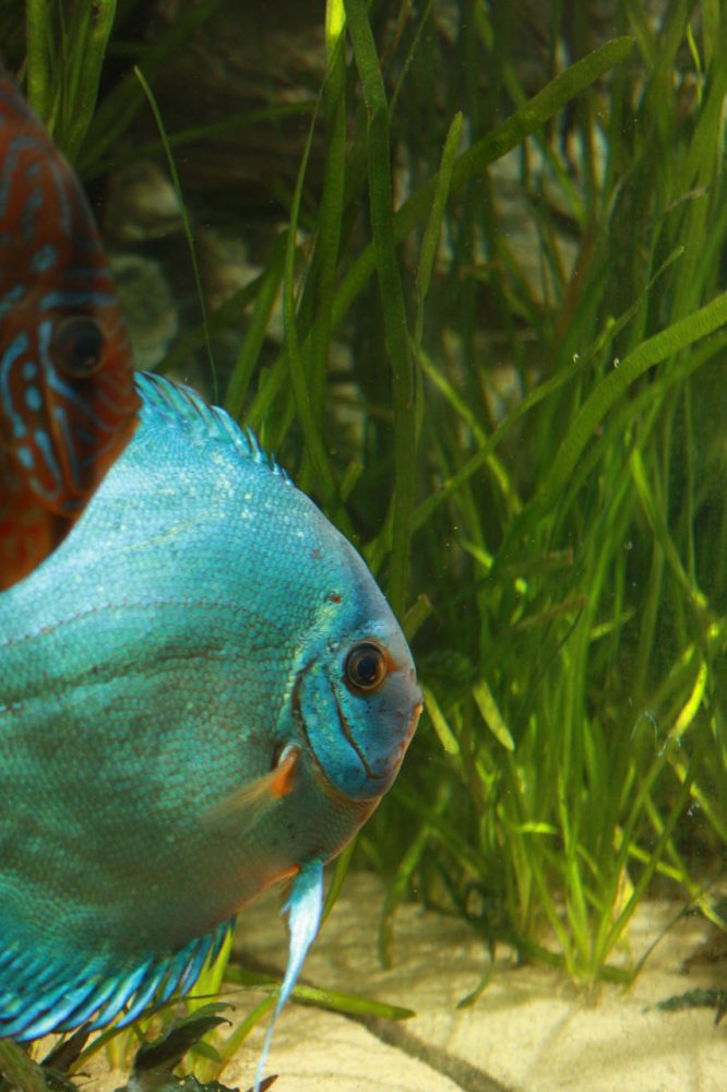 Show aquarium met Stendker discusvissen: Cobalt Blue, Red Turquoise