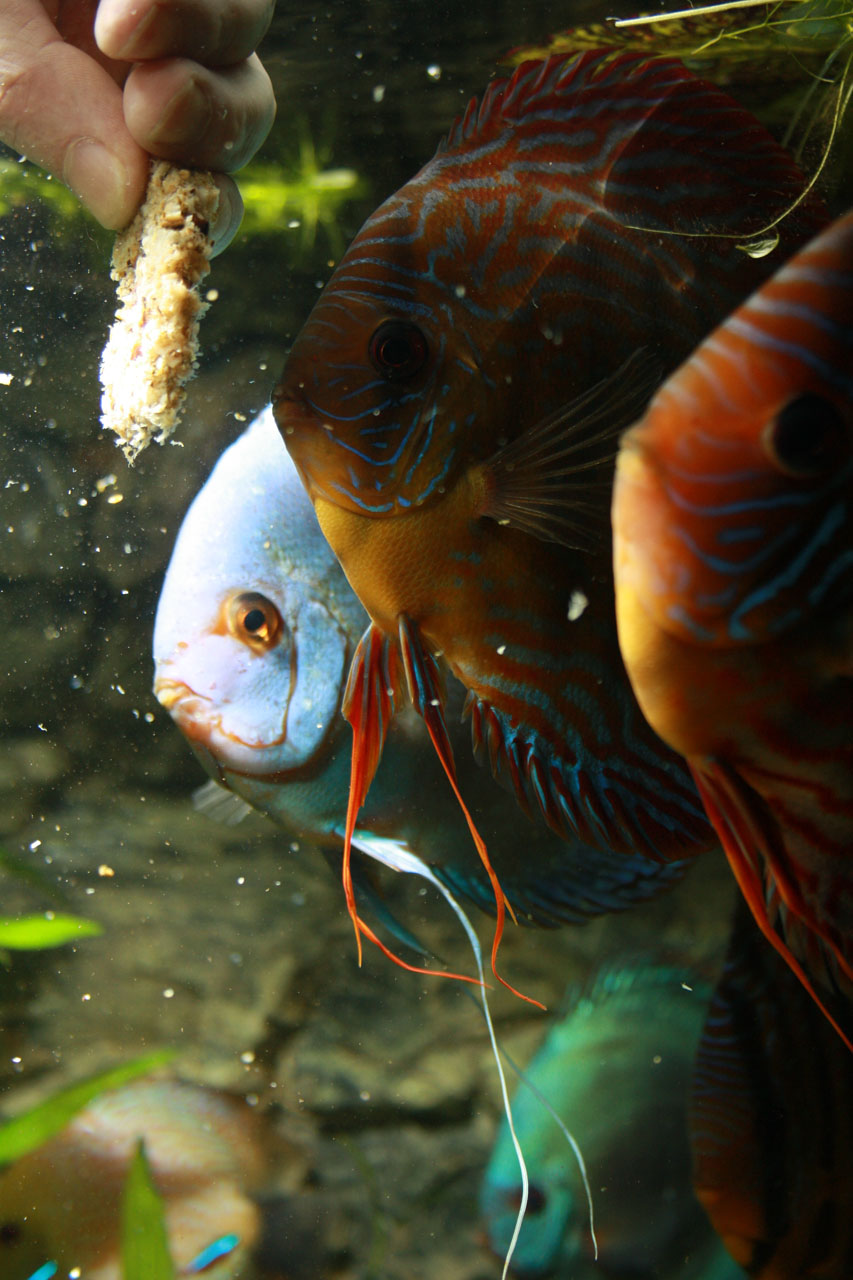 Show aquarium met Stendker discusvissen: Cobalt Blue, Red Turquoise discusvissen krijgen eten