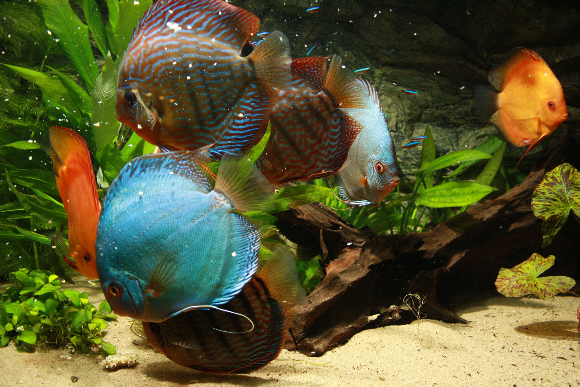 Show aquarium met Stendker discusvissen eten: Malboro Red, Red Turquoise , Vlak Turquoise