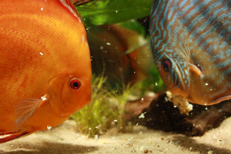 Show aquarium met Stendker discusvissen eten: Malboro Red, Red Turquoise