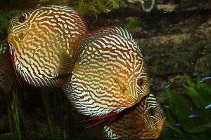 Show aquarium met Piwowarski discusvissen: Red Turquoise