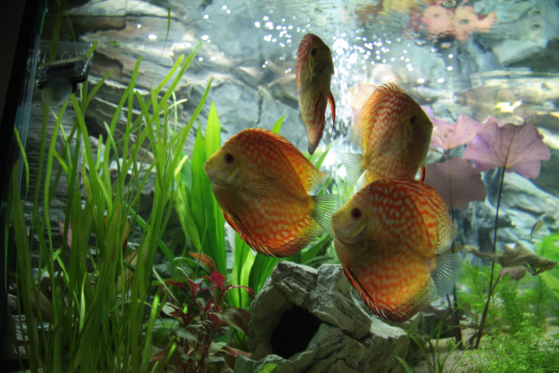 Aquarium fotografie voorbeeld foto: Belichting vissen niet optimaal