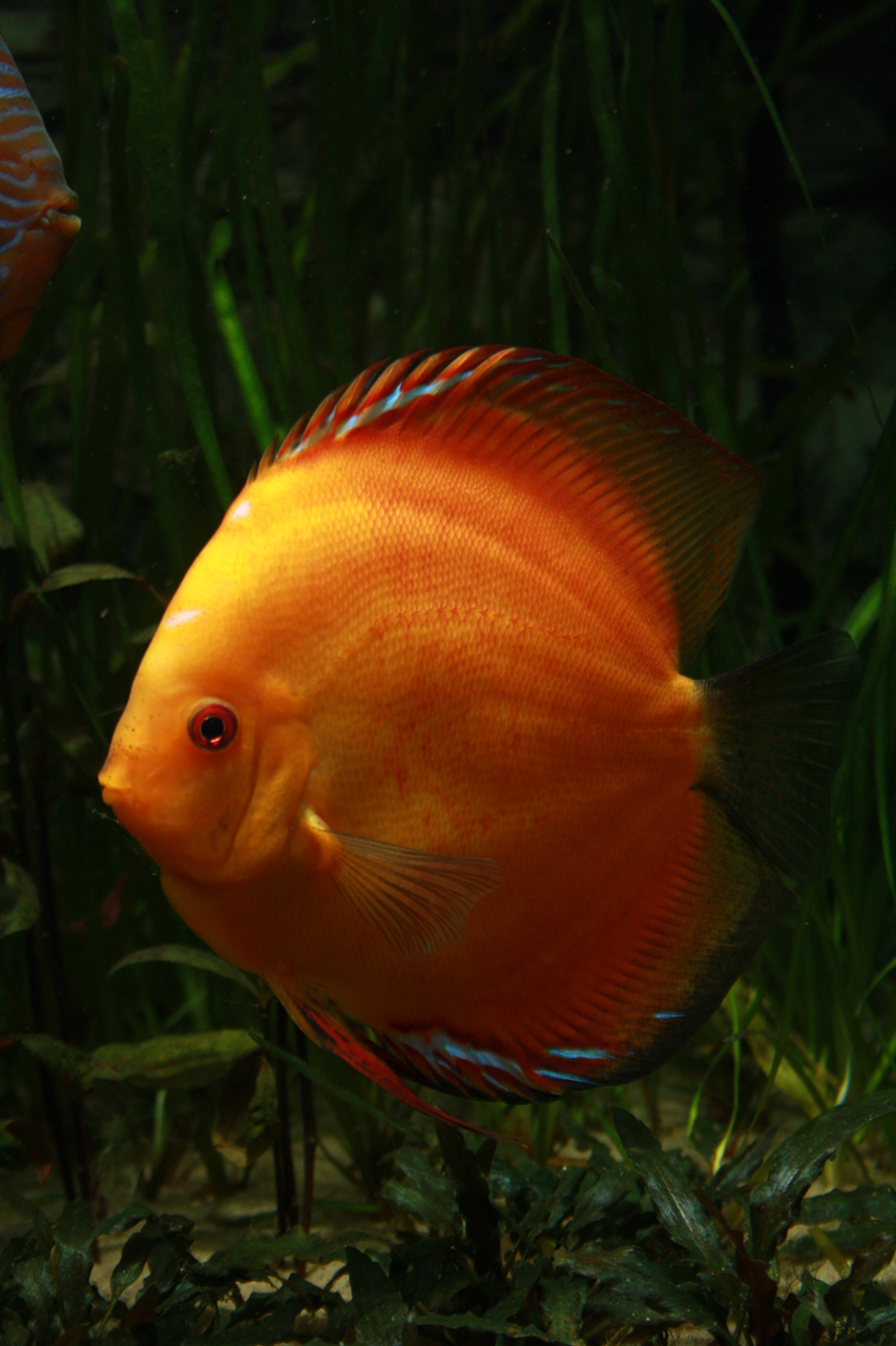 Aquarium fotografie voorbeeld foto: Foto onderbelicht