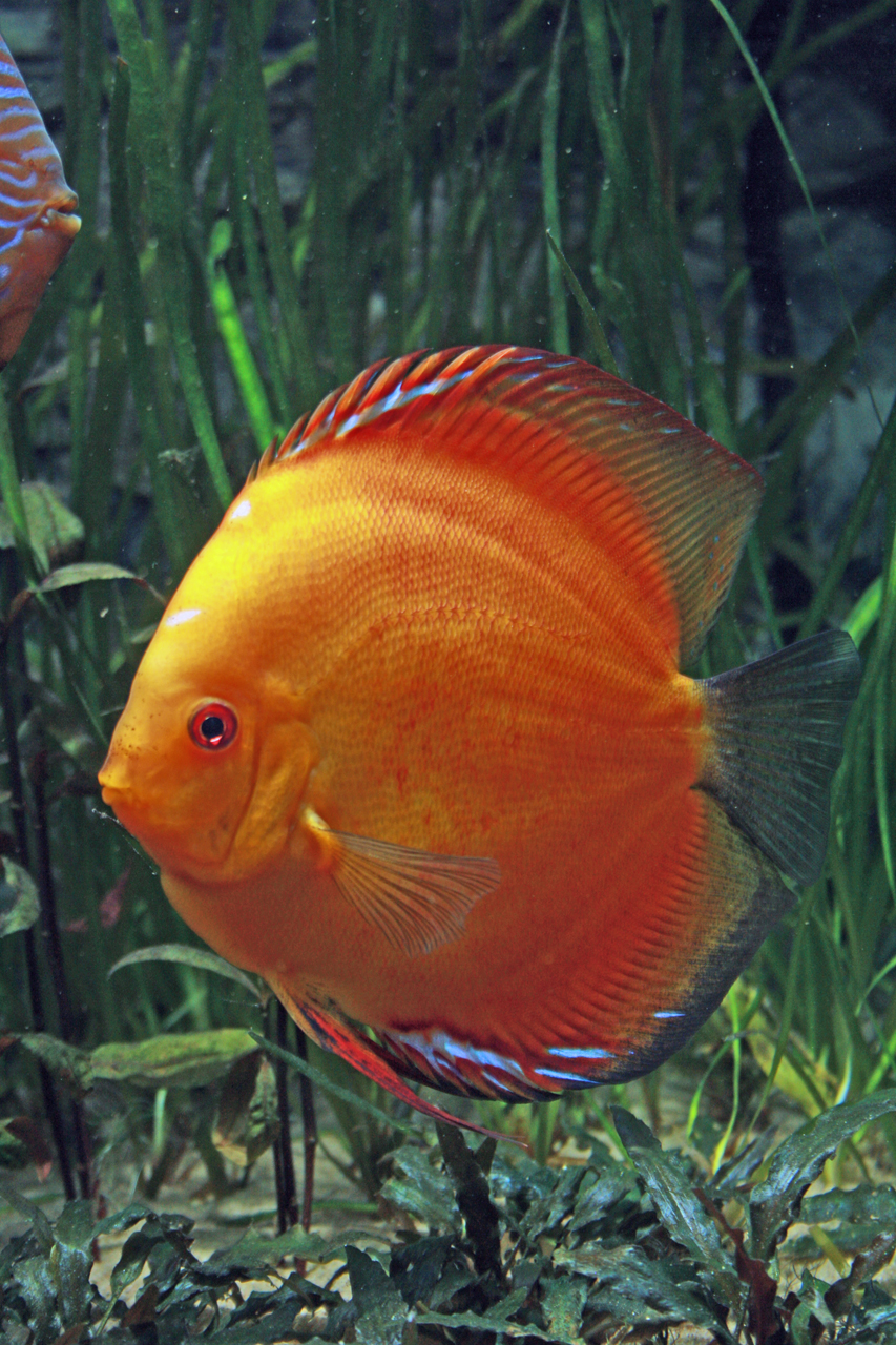 Aquarium fotografie voorbeeld foto: Foto met de juiste belichting.