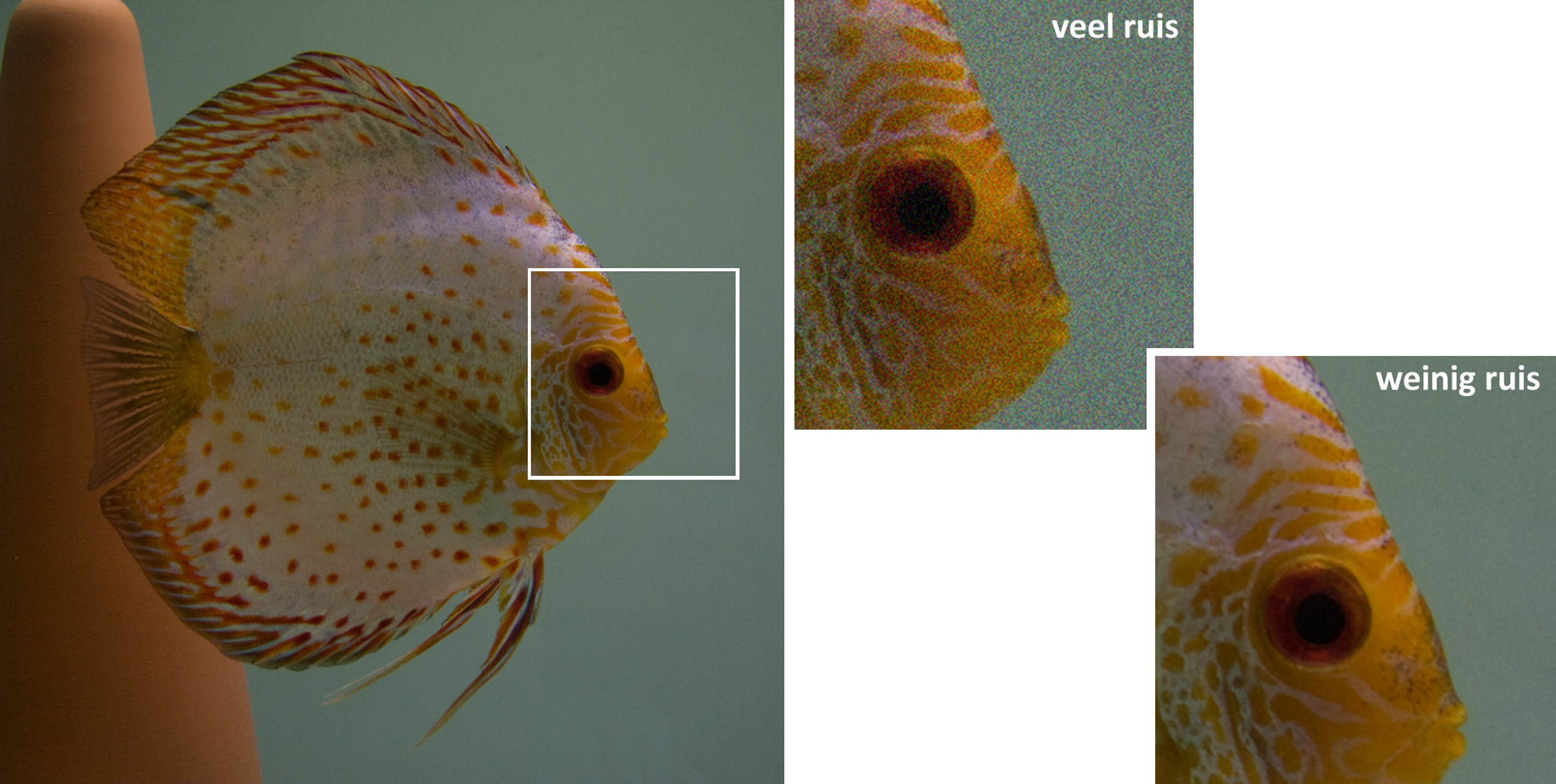 Aquarium fotografie voorbeeld foto: Meer beeldruis bij hogere ISO waarden