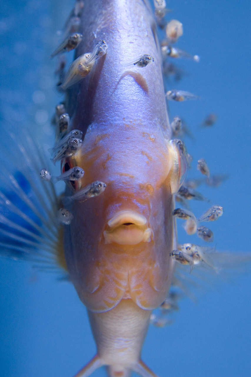 Aquarium fotografie voorbeeld foto: Jonge discusvisjes
