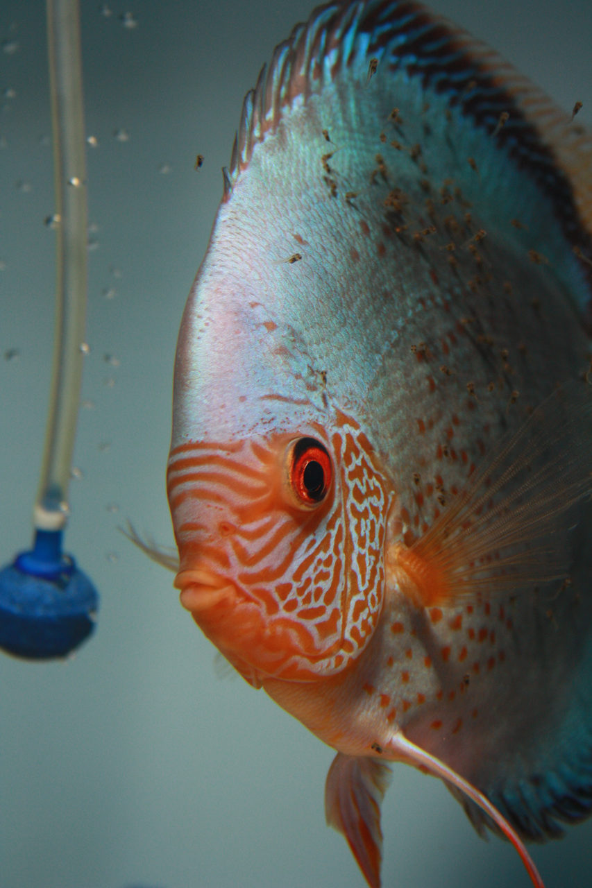 Aquarium fotografie voorbeeld foto: Snelle sluitertijd waardoor de luchtbellen goed zichtbaar zijn.