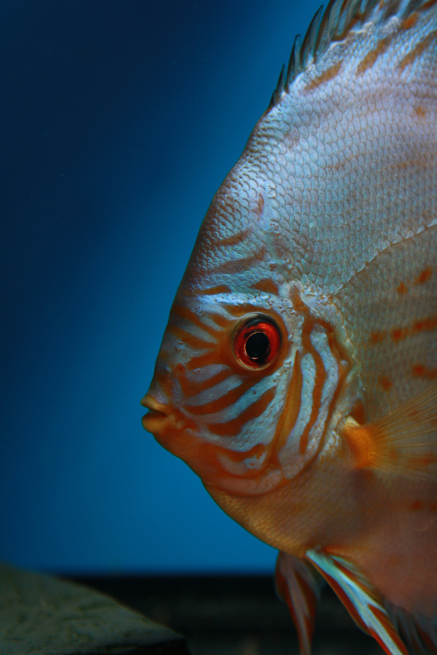 Aquarium fotografie voorbeeld foto: De ogen staan scherp op beeld