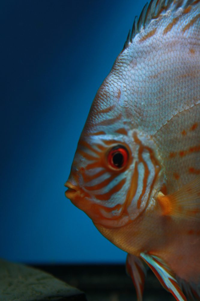Aquarium fotografie voorbeeld foto: De ogen staan niet scherp op beeld