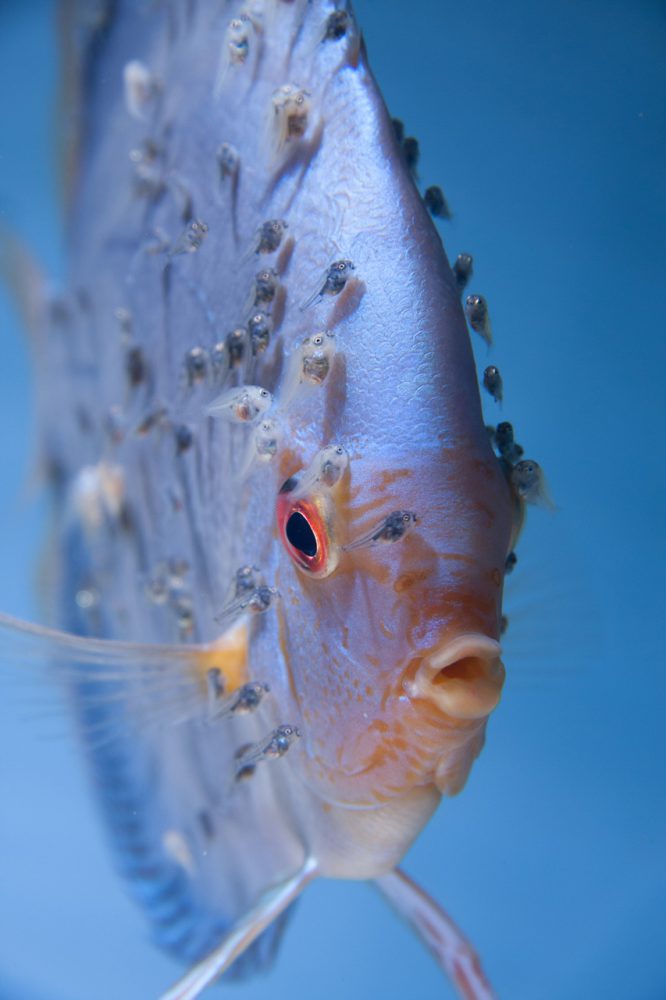 Aquarium fotografie voorbeeld foto: Het oog wat op de voorgrond staat moet scherp op de foto staan.
