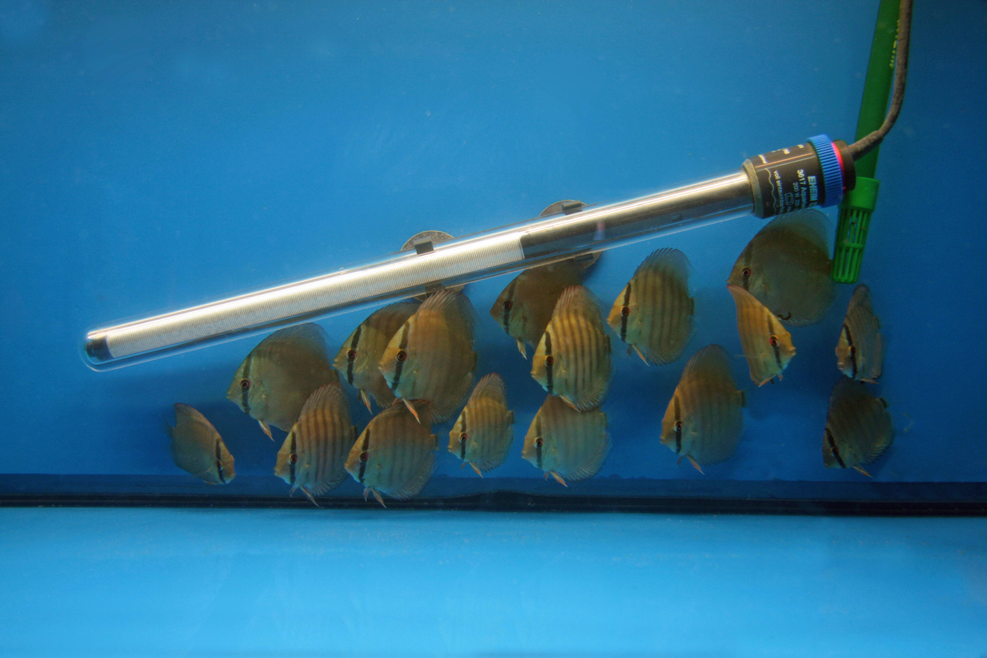 Aquarium fotografie voorbeeld foto: Deze visje gebruiken de verwarming als schuilplaats.