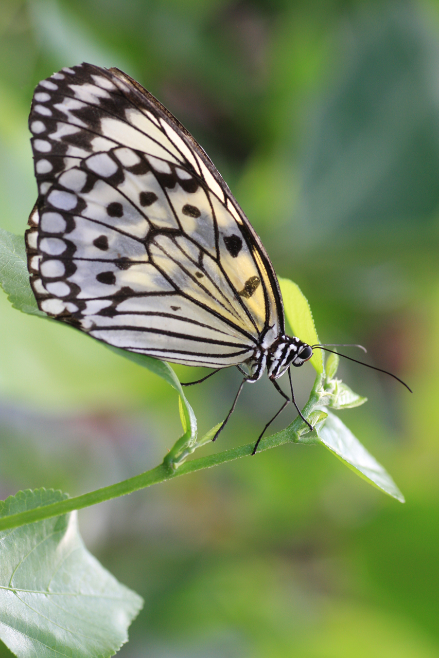 Aquarium fotografie voorbeeld foto: Vlinder als oefenmateriaal