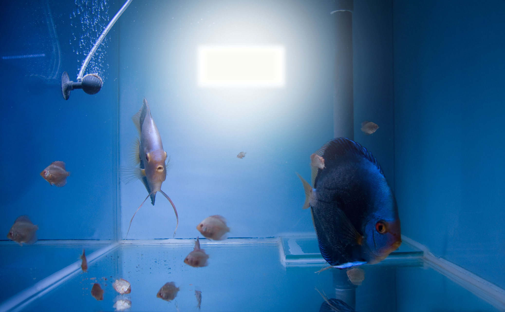 Aquarium fotografie voorbeeld foto: Reflectie van flitser.
