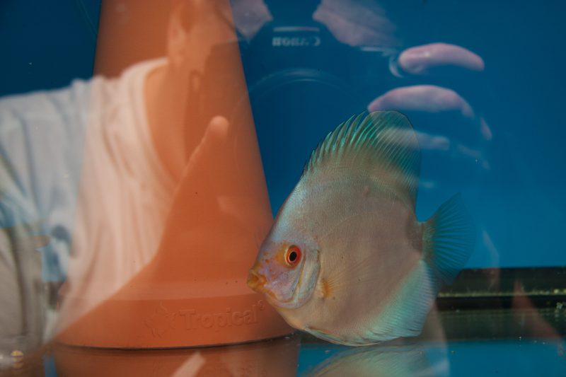 Aquarium fotografie voorbeeld foto: Reflectie door lichtbron.