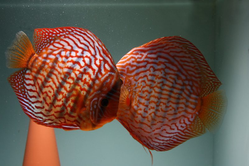 Aquarium fotografie voorbeeld foto: Reflectie van zweefvuil of visvoer.