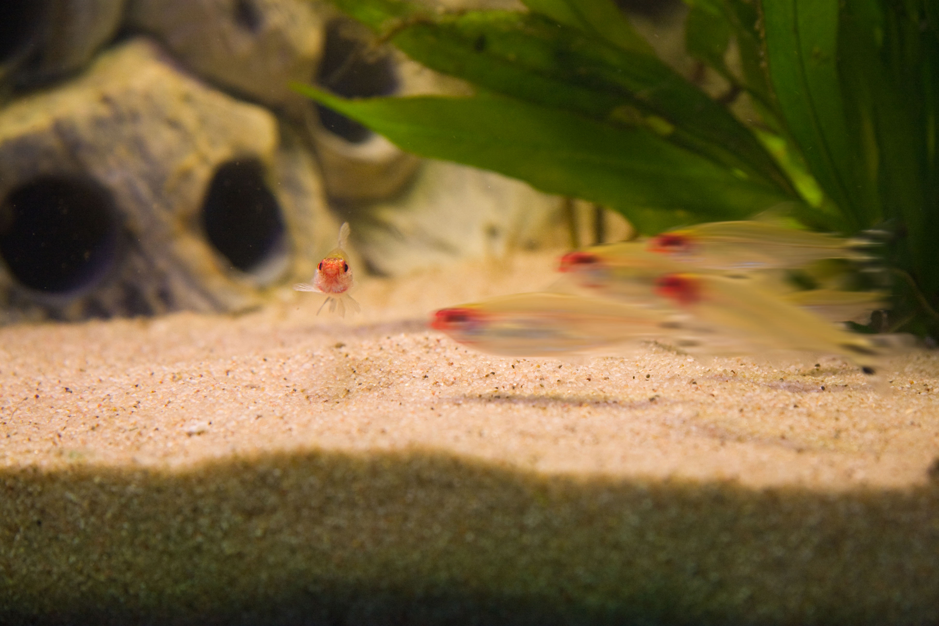 Aquarium fotografie voorbeeld foto: Bewegingsonscherpte door snel bewegende onderwerpen.