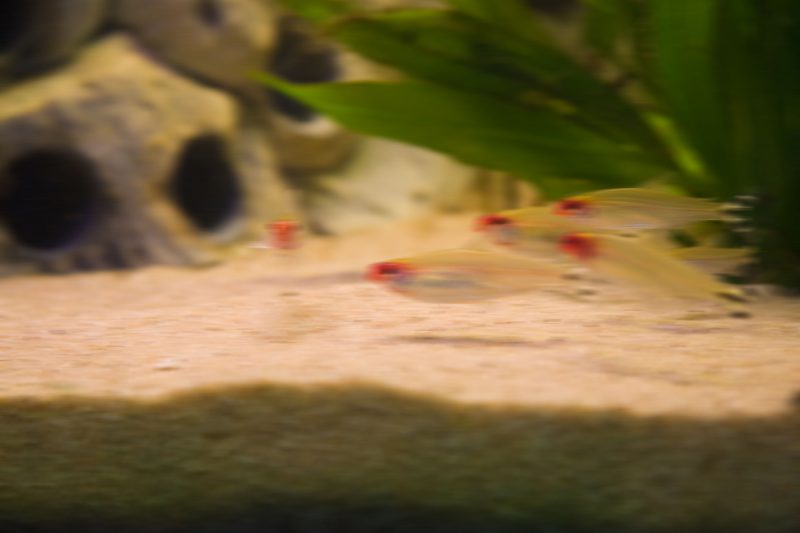 Aquarium fotografie voorbeeld foto: Bewegingsonscherpte veroorzaakt door de het bewegen van camera.