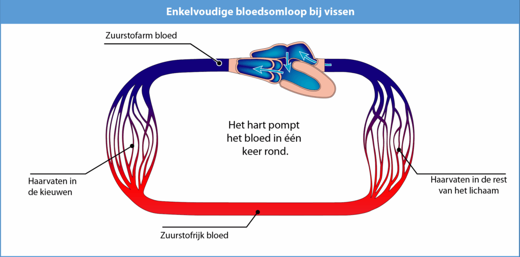 Vissen hebben een enkelvoudige bloedsomloop en dit wil zeggen dat het bloed slechts één circuit kent. Nadat het bloed in de gasklier (kieuwen) zuurstof heeft opgenomen, stroomt het direct door naar de rest van het lichaam. Dat gebeurt minder krachtig dan bij een dubbele bloedsomloop zoals bij zoogdieren en vogels.