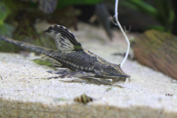 Fotoalbum – Mijn aquarium 2018