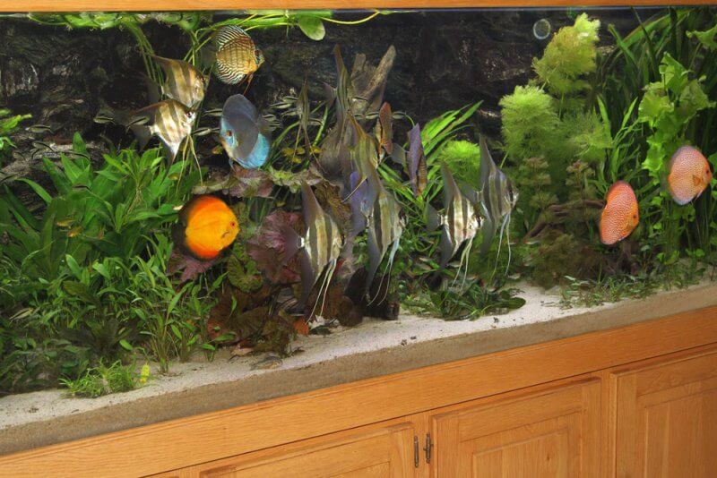 Afbeelding: Discusvissen en altums in een 2 meter aquarium
