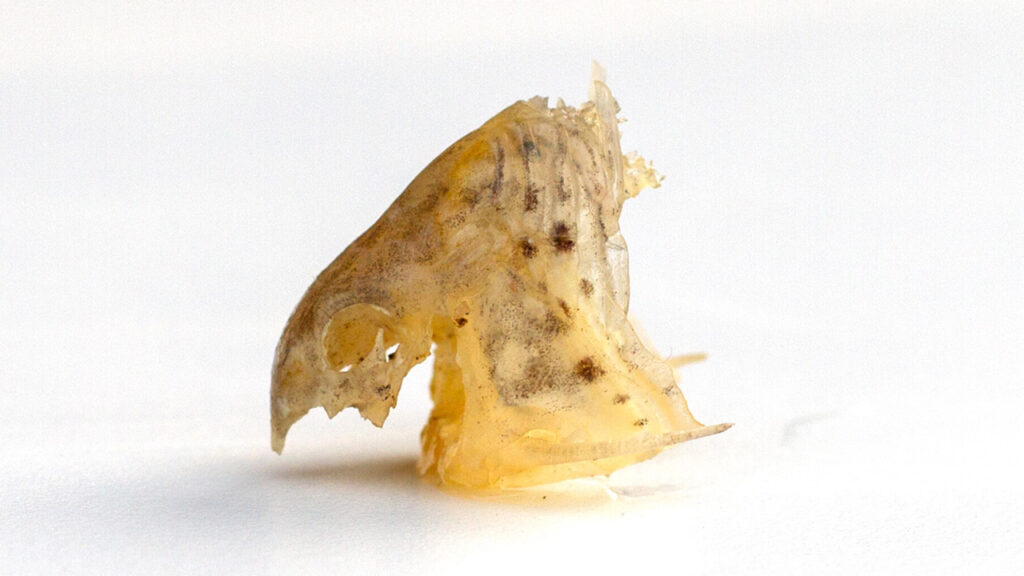 Dit is het enige wat overblijft van een dode Corydoras Sterbai.