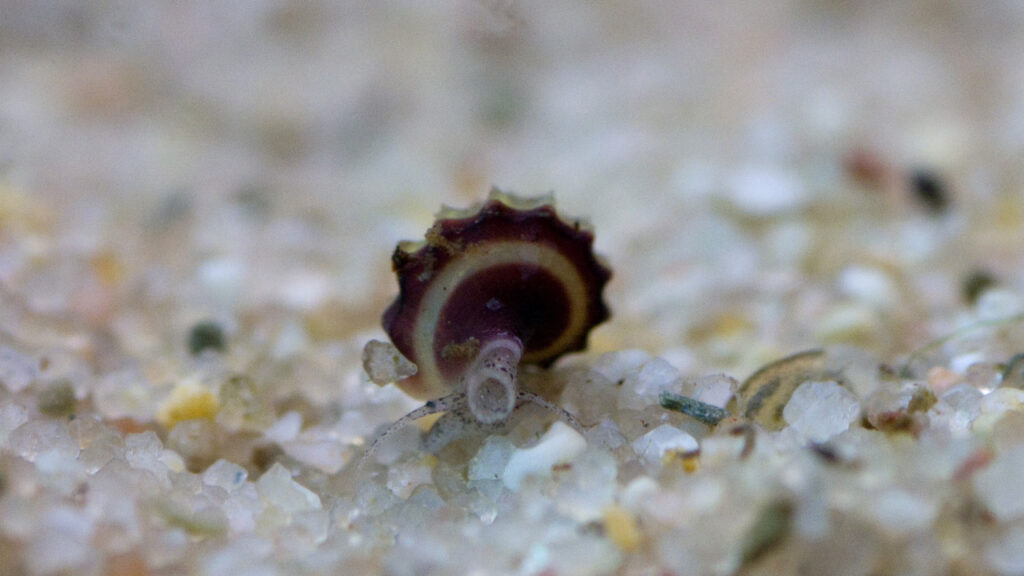 Deze baby Anetome Helena is maar 0,3 mm breed!