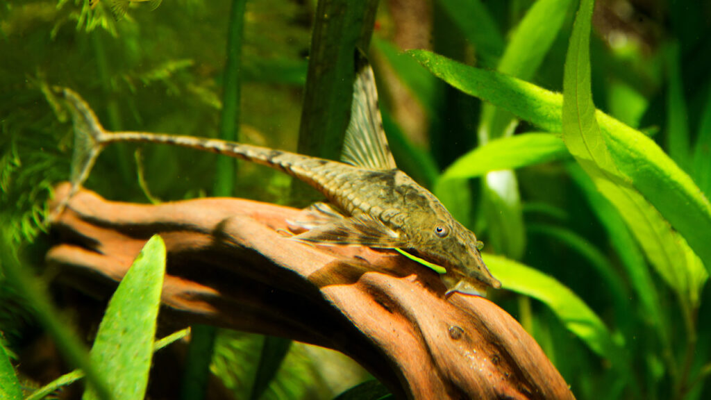 Een vrouwelijke Sturisoma Aureum.
