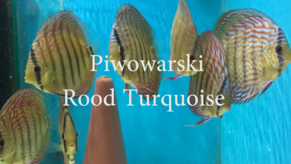 Piwowarski – Rood Turquoise 2017
