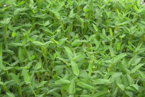Drijfplant: Hygroryza Aristata Portion