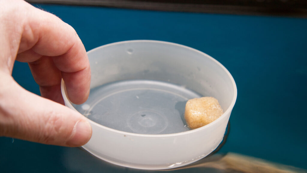 Het bevroren diepvriesvoer even in een plastic bakje laten drijven en daarna het ontdooide voer in het water gieten.