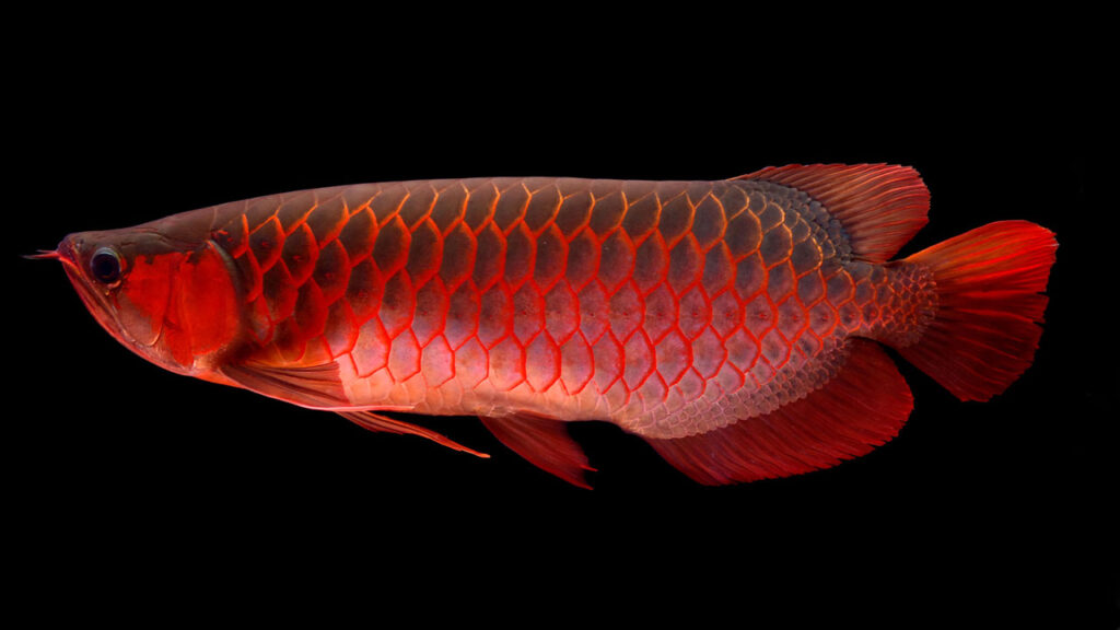 Arowana - Osteoglossum