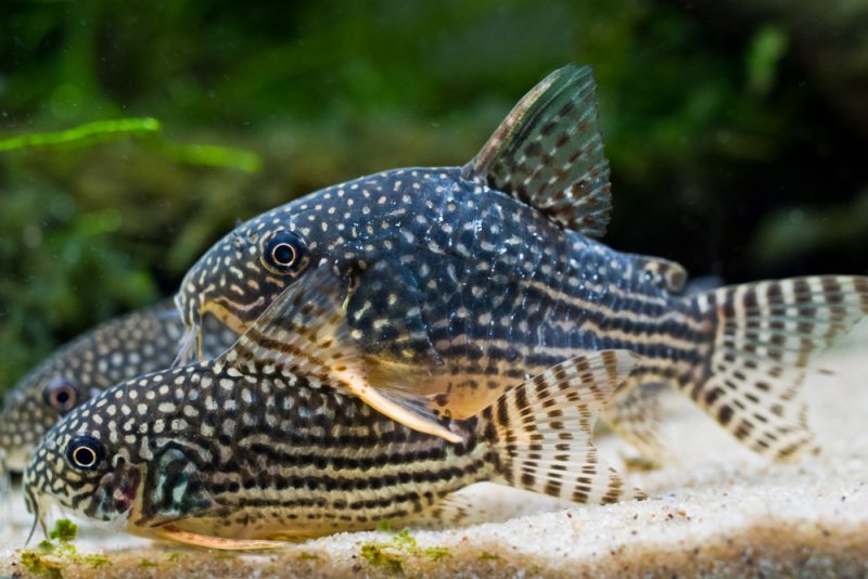 Corydora sterbai