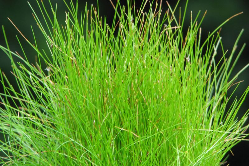 Eleocharis acicularis