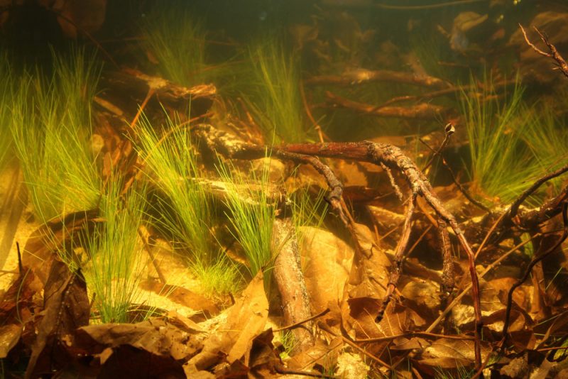 Afbeelding: blackwater Amazone biotoop